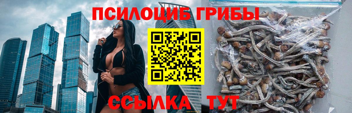 Фрязино  Псилоцибиновые грибы прущие грибы  Вход с VPN 